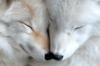 Two white arctic foxes touching noses in tender moment, showing affection and bonding behavior. Close-up view captures soft fur texture and peaceful expression.
