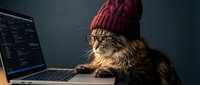 Tabby cat wearing red knit beanie working on laptop computer in dark room. Funny pet programmer concept for technology and coding themes.