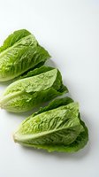 Fresh romaine lettuce hearts isolated on white background for healthy cooking and salad preparation.