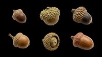 Acorn collection isolated on transparent background, ready for clipart, print-on-demand designs, t-shirt graphics, stickers, and sublimation projects. Six detailed acorns from multiple angles.
