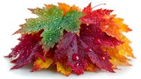 Vibrant autumn maple leaves in red, orange, green, and yellow with water droplets on white background, isolated for seasonal design projects.