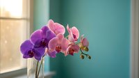 Purple and pink orchid flowers blooming on windowsill with soft natural light creating peaceful indoor garden atmosphere for home decor and wellness.