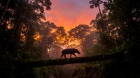 Silhouette of panther walking on fallen tree trunk against dramatic orange sunset sky through dense forest canopy creating mystical wildlife scene.