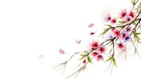 Delicate cherry blossom branch with pink flowers and falling petals on white background, spring floral design element for greeting cards and decorations.