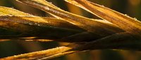Macro shot of golden wheat stalks with detailed texture and warm lighting, suitable for agricultural, food, and nature-themed projects.