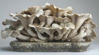 Fresh oyster mushrooms cluster growing on stone substrate, detailed macro photography showing delicate gills and ruffled texture in neutral beige tones.