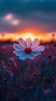 Single white cosmos flower backlit by dramatic sunset sky, glowing petals against dark blue twilight background with orange horizon and wildflower silhouettes.