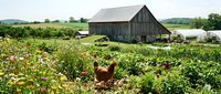Rustic wooden barn surrounded by lush vegetable garden with free-range chickens foraging among crops in peaceful countryside farm setting.