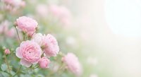 Soft pink roses blooming in garden with dreamy bokeh background creating romantic spring atmosphere for wedding invitations and feminine designs.