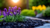 Purple lavender flowers growing in mulch garden bed at sunset with golden bokeh background and yellow flowers in soft focus. Natural garden scene.