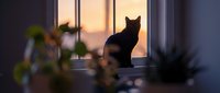 Black cat silhouette sitting on windowsill at sunset, surrounded by houseplants, warm golden sky glow in background, cozy home atmosphere.
