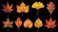 Autumn leaves collection in various fall colors isolated on transparent background, ready for t-shirt design, clipart, stickers, print-on-demand products and sublimation projects.