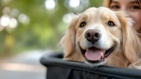 Happy golden retriever dog with tongue out sitting in car window with young woman owner on sunny day with bokeh background for pet travel concepts.
