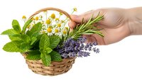 Hand holding wicker basket with fresh herbs mint chamomile rosemary lavender isolated on white background for natural medicine and cooking.