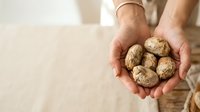 Male farmer with fair skin holding freshly harvested potatoes in cupped hands, wearing neutral work clothing, displaying organic produce for agricultural and farming concepts.