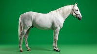 White horse standing in profile on green background, elegant equestrian animal isolated for design projects and commercial use.