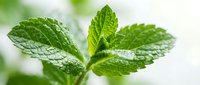Fresh green mint leaves with water droplets on textured surface, aromatic herb for cooking, tea, cocktails and natural remedies in bright natural light.