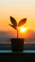 Young plant silhouette in pot against dramatic orange sunset sky, symbolizing growth, hope and new beginnings. Backlit leaves create striking contrast.