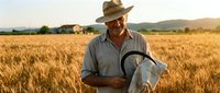 Senior Caucasian farmer examining wheat crop with magnifying glass in golden field during sunset harvest season for agricultural inspection and quality control.