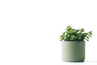 Minimalist green ceramic pot with fresh eucalyptus plant on white background, modern home decor element isolated for design use.