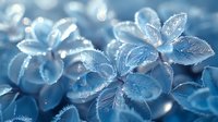 Delicate blue hydrangea flowers with frost covered petals in morning light, creating dreamy winter garden atmosphere with sparkling ice crystals and soft bokeh effect.
