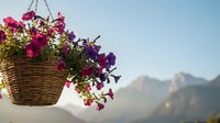 Hanging wicker basket with vibrant purple and pink petunias blooming against blurred mountain landscape background for garden and home decor inspiration.