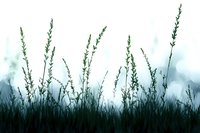 Silhouettes of tall grass and wildflowers against misty morning sky in blue tones create atmospheric nature scene with dreamy bokeh background.