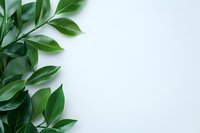 Fresh green leaves border on light background, natural botanical frame with copy space for text. Minimal floral layout for social media posts.