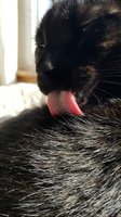 Close-up of black cat licking its paw with pink tongue visible, grooming fur indoors near window. Domestic pet self-care and hygiene concept for animal care content.