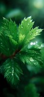 Fresh green leaves with morning dew drops in macro photography. Natural bokeh effect creates dreamy atmosphere against dark background. Suitable for wellness and spa designs.
