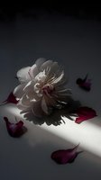 White peony bloom with scattered burgundy petals in dramatic lighting, casting deep shadows on gray surface. Moody floral composition with high contrast light and dark elements.