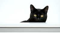 Black cat with bright yellow eyes peeking over white surface against clean background for pet care advertising and feline photography projects.