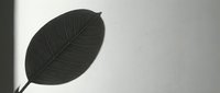 Dark green leaf silhouette casting shadow on white wall in natural sunlight for minimalist botanical design and nature-inspired home decor projects.