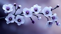 Cherry blossom branch with delicate white flowers and purple centers against soft blurred background for spring designs and nature projects.