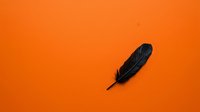 Black feather isolated on vibrant orange background, suitable for design projects, branding, and creative compositions.