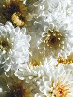 Fresh white chrysanthemum flowers with golden centers in close-up view, showing delicate petals with natural morning dew drops creating romantic floral background.