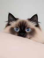 Close-up portrait of Birman cat with striking blue eyes peeking over edge, showing partial face with dark points and cream colored fur against neutral background.