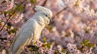 White cockatoo perched among blooming pink cherry blossoms in spring garden setting with soft natural lighting and bokeh background for nature photography.