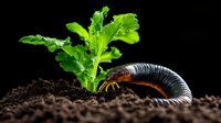 Millipede crawling near fresh green plant sprout in dark fertile soil against black background. Close up macro photography shows nature lifecycle.