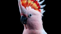 Pink cockatoo with vibrant red and yellow crest on dark background, striking portrait of exotic parrot in dramatic studio lighting.