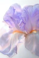 Delicate purple iris petals with orange beard in soft focus macro photography, showing intricate texture and translucent nature of flower against light background.