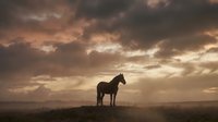 Horse standing alone in misty field at dawn with dramatic cloudy sky, suitable for equestrian, nature, and inspirational editorial and commercial projects.