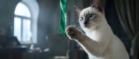 Siamese cat with dark points playing with green string toy in moody interior with natural window light, playful feline behavior for pet content and advertising.