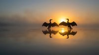 Two cormorants with wings spread on calm water at sunrise, silhouetted against golden sky and reflected in still surface for nature and wildlife content.