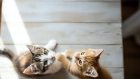Two adorable kittens lying upside down on wooden floor looking up at camera with curious expressions and bright eyes in cozy indoor setting.