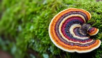 Colorful bracket fungus with concentric rings growing on moss-covered tree bark in natural forest environment for nature and botanical designs.