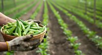 Farmer holding basket of fresh green beans in field with rows of crops, harvesting organic vegetables for agriculture and farming industry use.