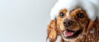 Playful cocker spaniel dog with foam shampoo on head during bath time shows happy expression with tongue out, close-up portrait against white background.