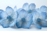 Delicate blue hydrangea petals with translucent skeletal texture create ethereal floral composition against white background, showcasing nature's intricate patterns.