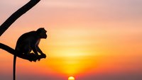 Monkey silhouette sitting on branch against vibrant sunset sky with warm orange and pink colors for wildlife and nature themed designs.
